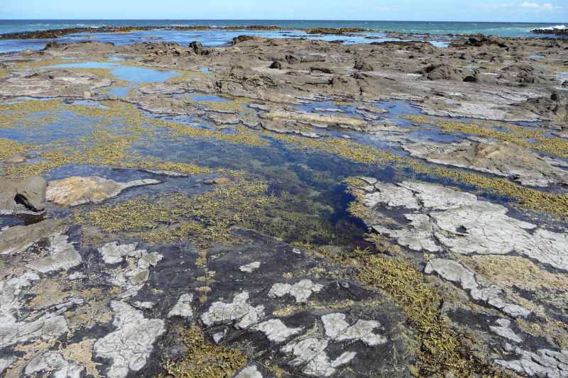 Nieuw-Zeeland 2011 - 1815
